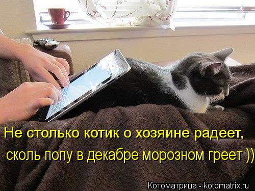 Котоматрица: Не столько котик о хозяине радеет,  сколь попу в декабре морозном греет ))