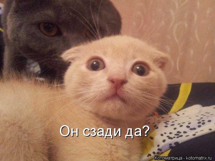 Он сзади да?... Котоматрица: Он сзади да?