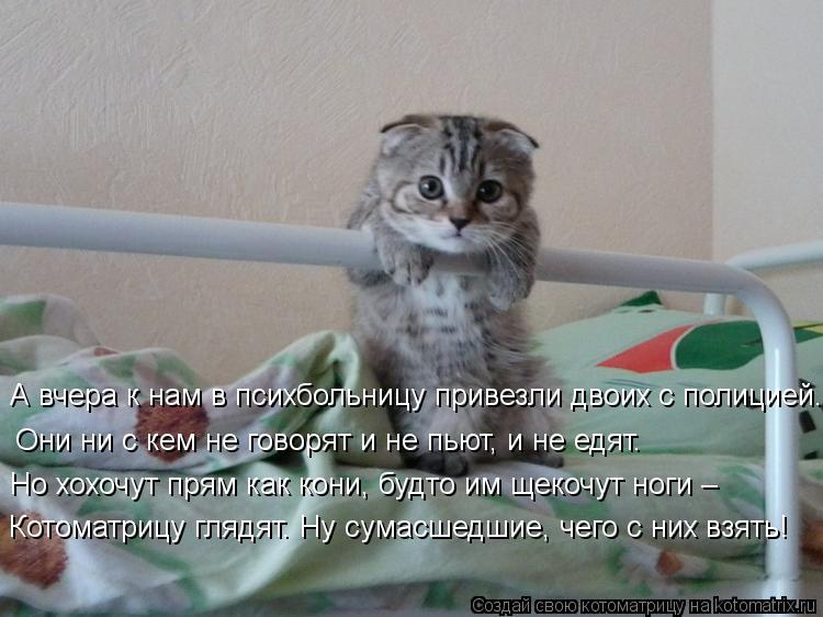 Котоматрица: Но хохочут прям как кони, будто им щекочут ноги – Они ни с кем не говорят и не пьют, и не едят. А вчера к нам в психбольницу привезли двоих с по