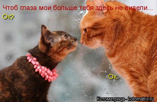 Чтоб глаза мои больше тебя здесь не видели... Ок. Ок. ?... Котоматрица: Чтоб глаза мои больше тебя здесь не видели... Ок. Ок. ?