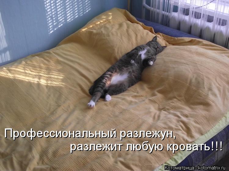 Профессиональный разлежун, разлежит любую кровать!!!... Котоматрица: Профессиональный разлежун, разлежит любую кровать!!!