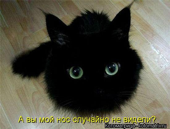 А вы мой нос случайно не видели?... Котоматрица: А вы мой нос случайно не видели?