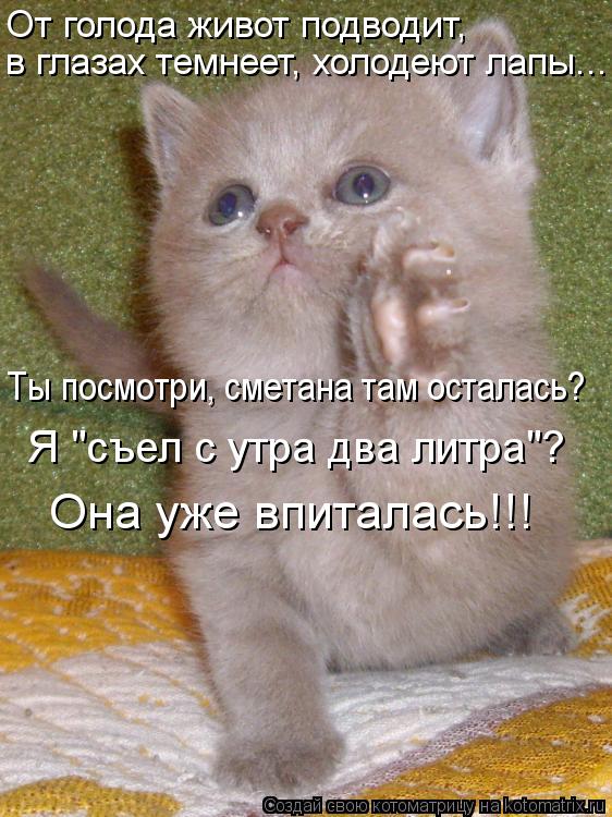 От голода живот подводит, в глазах темнеет, холодеют лапы... Ты посмотри, сметана там осталась? Я ... Котоматрица: От голода живот подводит, в глазах темнеет, холодеют лапы... Ты посмотри, сметана там осталась? Я "съел с утра два литра"? Она уже впиталась!!!
