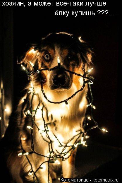 хозяин, а может все-таки лучше ёлку купишь ???...... Котоматрица: хозяин, а может все-таки лучше ёлку купишь ???...