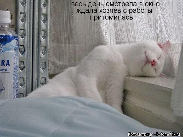 весь день смотрела в окно ждала хозяев с работы притомилась...... Котоматрица: весь день смотрела в окно ждала хозяев с работы притомилась...
