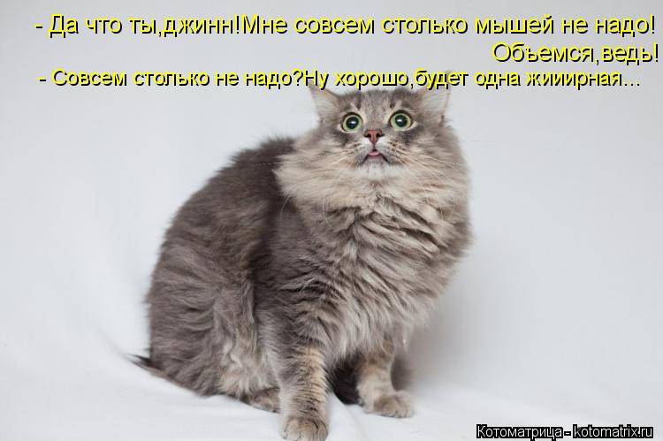 - Да что ты,джинн!Мне совсем столько мышей не надо! Объемся,ведь! - Совсем столько не надо?Ну хорошо... Котоматрица: - Да что ты,джинн!Мне совсем столько мышей не надо! Объемся,ведь! - Совсем столько не надо?Ну хорошо,будет одна жииирная...