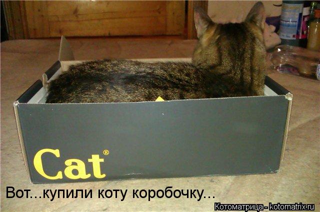 Котоматрица: Вот...купили коту коробочку...