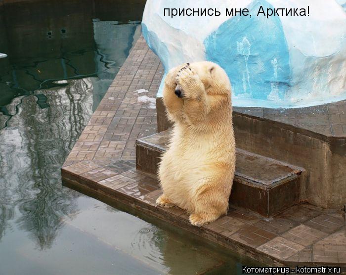 приснись мне, Арктика!... Котоматрица: приснись мне, Арктика!
