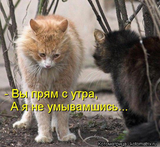 Котоматрица: - Вы прям с утра, А я не умывамшись...