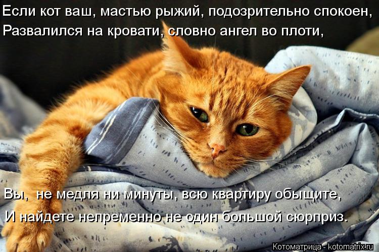 Котоматрица: Если кот ваш, мастью рыжий, подозрительно спокоен, Развалился на кровати, словно ангел во плоти, Вы,  не медля ни минуты, всю квартиру обыщите