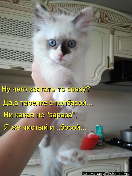Ну чего хватать-то сразу? Да,в тарелке с колбасой... Ни какая не "зараза", Я же чистый и...босой...... Котоматрица: Ну чего хватать-то сразу? Да,в тарелке с колбасой... Ни какая не "зараза", Я же чистый и...босой...