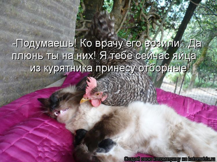 -Подумаешь! Ко врачу его возили...Да плюнь ты на них! Я тебе сейчас яйца из курятника принесу отборн... Котоматрица: -Подумаешь! Ко врачу его возили...Да плюнь ты на них! Я тебе сейчас яйца из курятника принесу отборные!