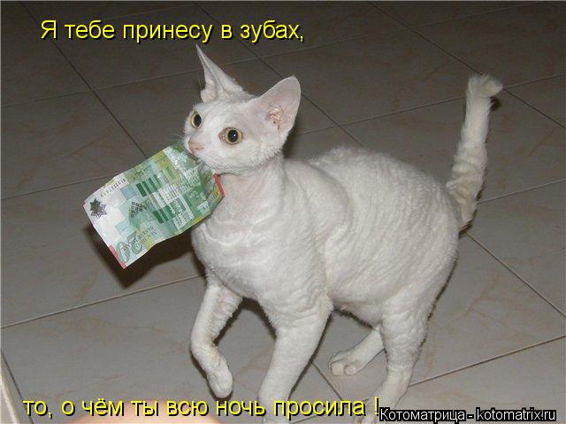 Я тебе принесу в зубах, то, о чём ты всю ночь просила !... Котоматрица: Я тебе принесу в зубах, то, о чём ты всю ночь просила !