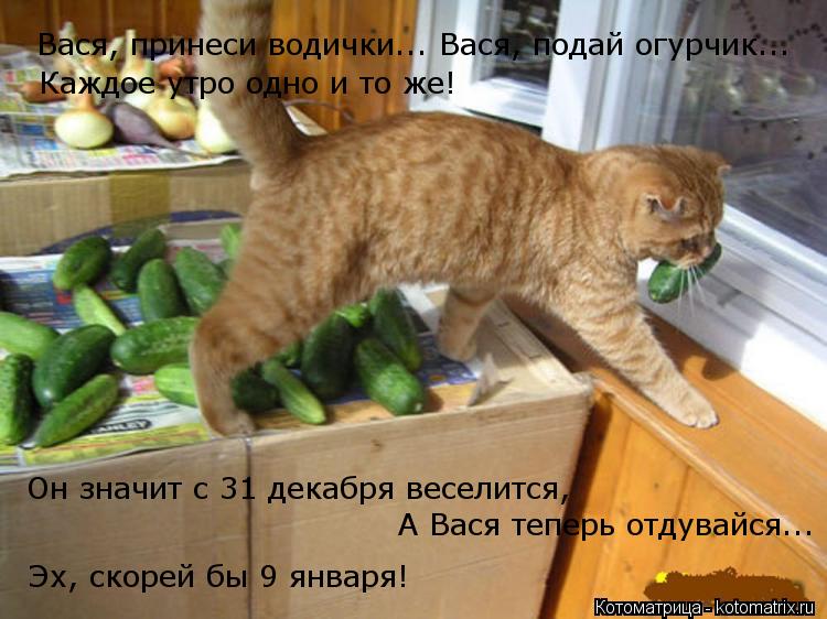 Вася, принеси водички... Вася, подай огурчик... Он значит с 31 декабря веселится, Каждое утро одно и... Котоматрица: Вася, принеси водички... Вася, подай огурчик... Он значит с 31 декабря веселится, Каждое утро одно и то же! А Вася теперь отдувайся... Эх, скорей б