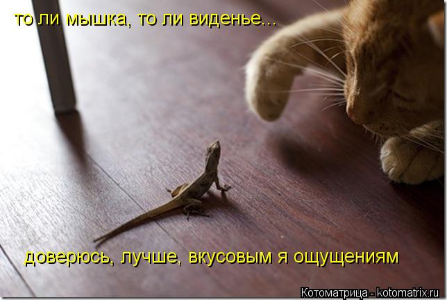 то ли мышка, то ли виденье... доверюсь, лучше, вкусовым я ощущениям... Котоматрица: то ли мышка, то ли виденье... доверюсь, лучше, вкусовым я ощущениям