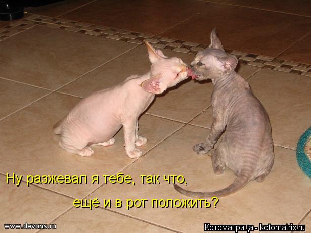 Ну разжевал я тебе, так что, ещё и в рот положить?... Котоматрица: Ну разжевал я тебе, так что, ещё и в рот положить?