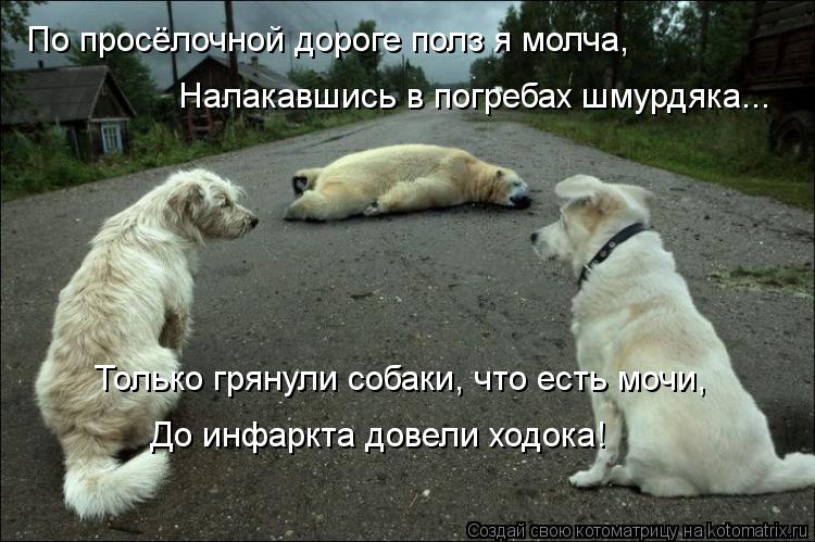 Котоматрица: До инфаркта довели ходока! Только грянули собаки, что есть мочи, Налакавшись в погребах шмурдяка... По просёлочной дороге полз я молча,