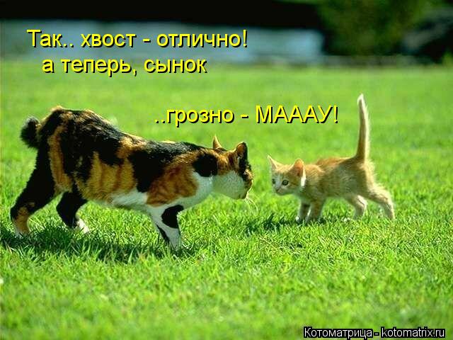 Так.. хвост - отлично! а теперь, сынок ..грозно - МАААУ!... Котоматрица: Так.. хвост - отлично! а теперь, сынок ..грозно - МАААУ!