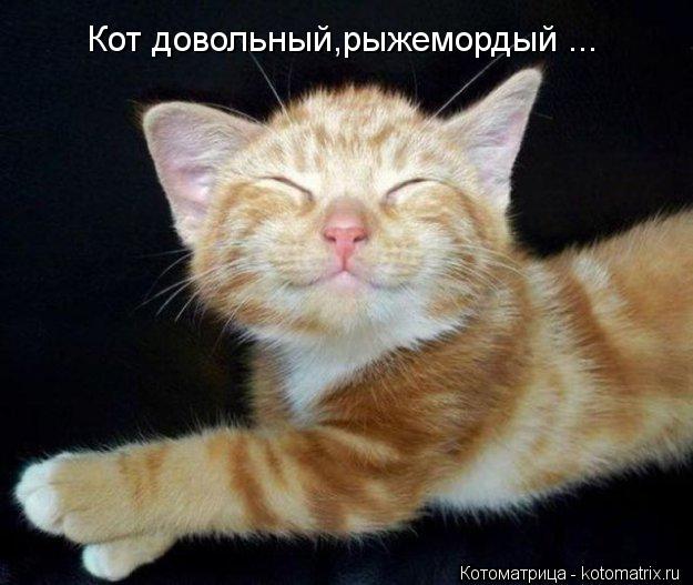 Кот довольный,рыжемордый ...... Котоматрица: Кот довольный,рыжемордый ...