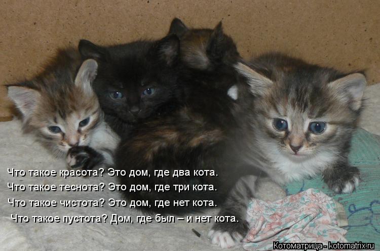 Котоматрица: Что такое красота? Это дом, где два кота. Что такое теснота? Это  дом, где три