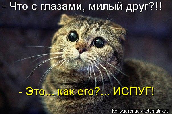Котоматрица: - Что с глазами, милый друг?!! - Это... как его?... ИСПУГ!