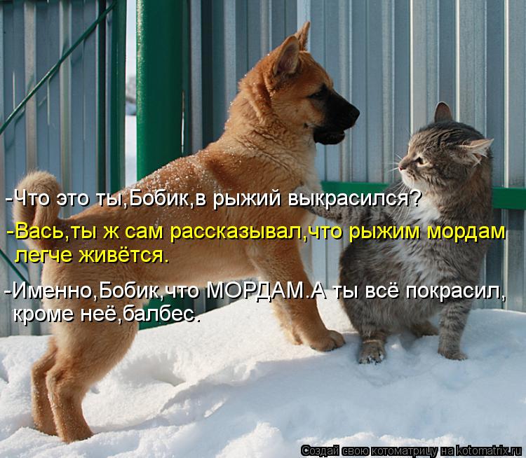 -Вась,ты ж сам рассказывал,что рыжим мордам легче живётся. -Именно,Бобик,что МОРДАМ.А ты всё покрасил... Котоматрица: -Вась,ты ж сам рассказывал,что рыжим мордам легче живётся. -Именно,Бобик,что МОРДАМ.А ты всё покрасил, -Что это ты,Бобик,в рыжий выкрасился? кр