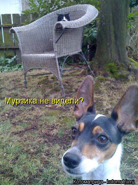 Мурзика не видели?... Котоматрица: Мурзика не видели?