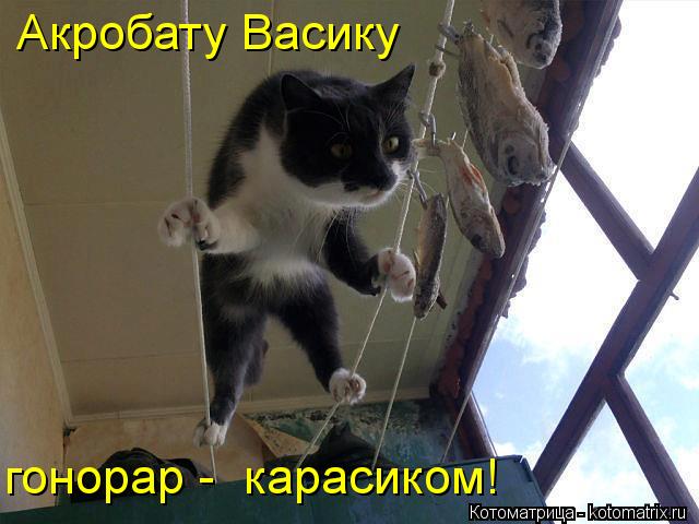 гонорар - карасиком! Акробату Васику... Котоматрица: гонорар - карасиком! Акробату Васику