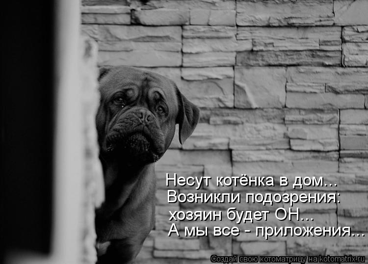 Котоматрица: Несут котёнка в дом... хозяин будет ОН... А мы все - приложения... Возникли подозрения: