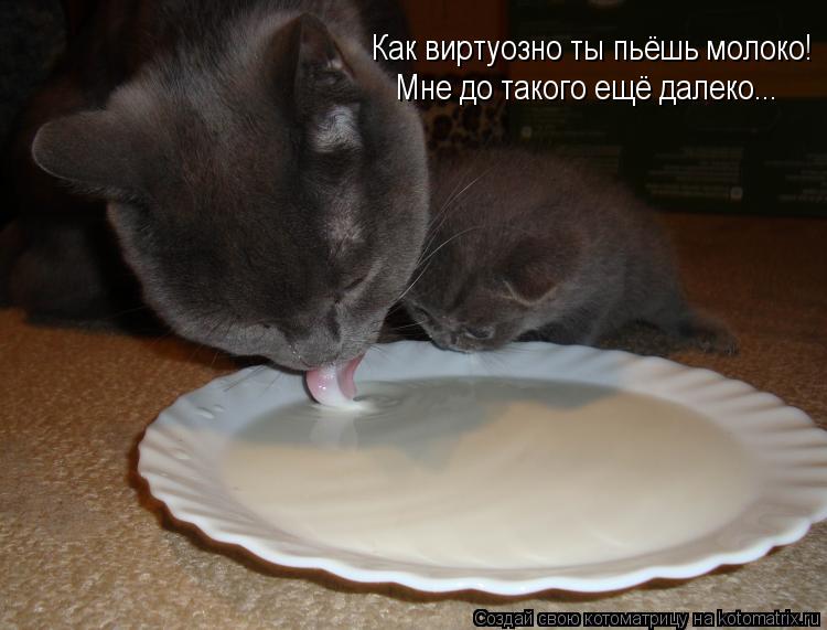 Мне до такого ещё далеко... Как виртуозно ты пьёшь молоко!... Котоматрица: Мне до такого ещё далеко... Как виртуозно ты пьёшь молоко!