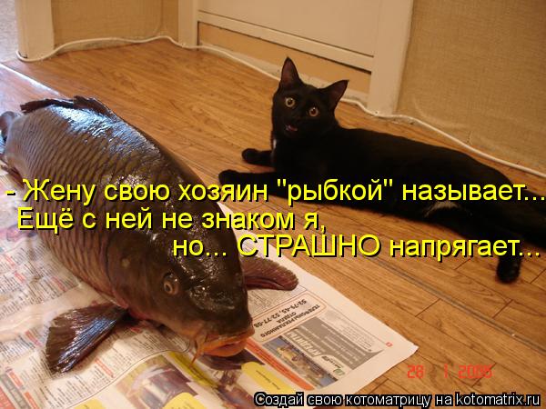 Котоматрица: - Жену свою хозяин "рыбкой" называет... Ещё с ней не знаком я, но... СТРАШНО напрягает...
