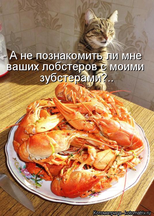 - А не познакомить ли мне ваших лобстеров с моими зубстерами?..... Котоматрица: - А не познакомить ли мне ваших лобстеров с моими зубстерами?..