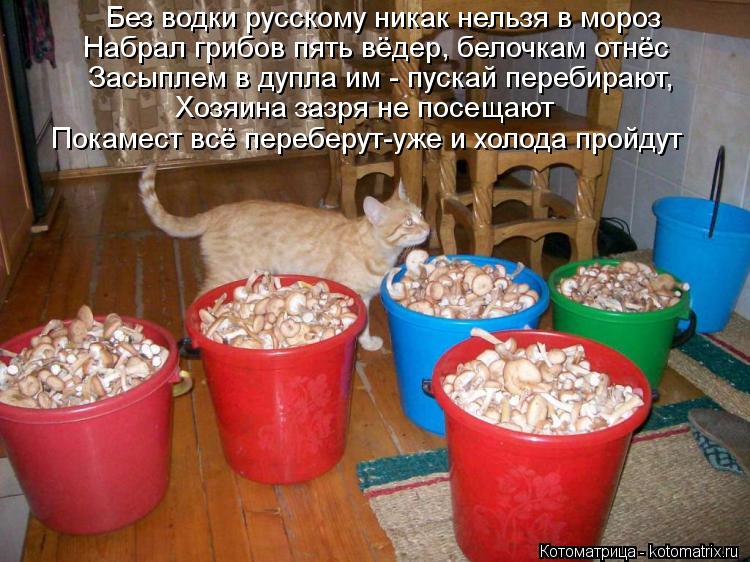 Котоматрица: Без водки русскому никак нельзя в мороз Набрал грибов пять вёдер, белочкам отнёс Хозяина зазря не посещают Засыплем в дупла им - пускай пере