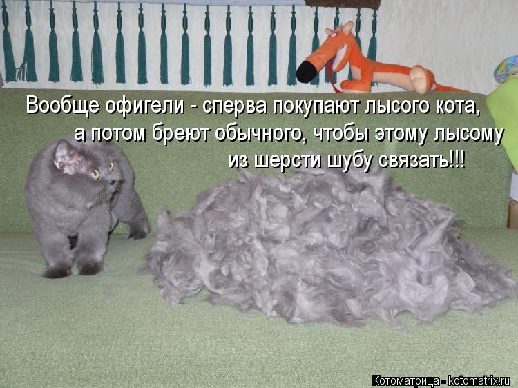 Котоматрица: Вообще офигели - сперва покупают лысого кота,  а потом бреют обычного, чтобы этому лысому  из шерсти шубу связать!!!