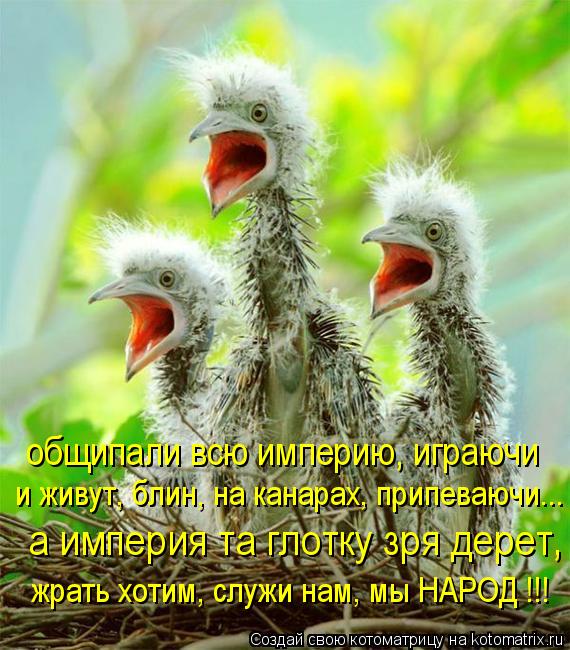 Котоматрица: общипали всю империю, играючи и живут, блин, на канарах, припеваючи... а империя та глотку зря дерет, жрать хотим, служи нам, мы НАРОД !!!