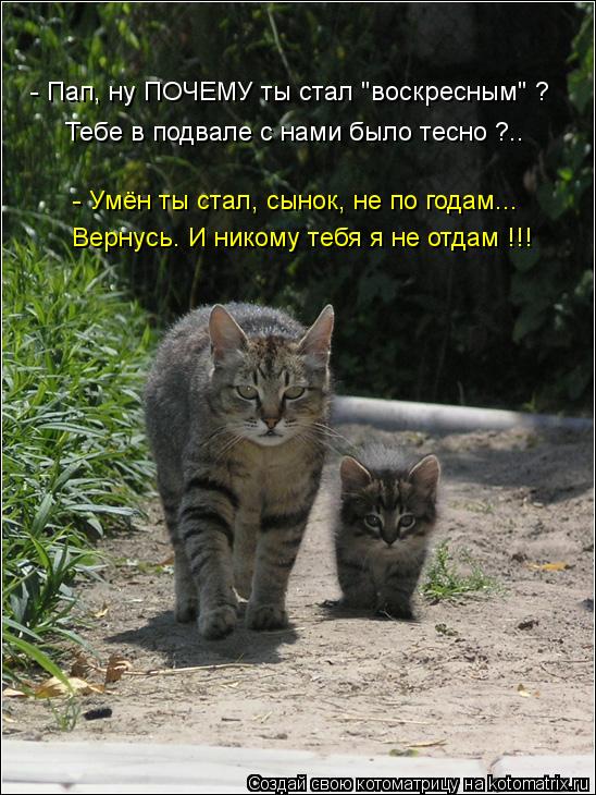 - Умён ты стал, сынок, не по годам... Тебе в подвале с нами было тесно ?.. - Пап, ну ПОЧЕМУ ты стал "... Котоматрица: - Умён ты стал, сынок, не по годам... Тебе в подвале с нами было тесно ?.. - Пап, ну ПОЧЕМУ ты стал "воскресным" ? Вернусь. И никому тебя я не отдам !!!
