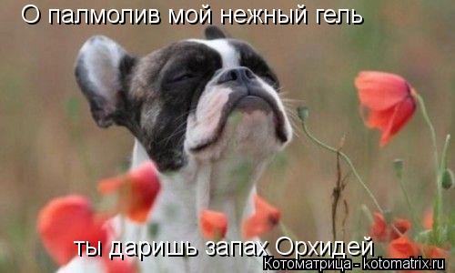 О палмолив мой нежный гель ты даришь запах Орхидей... Котоматрица: О палмолив мой нежный гель ты даришь запах Орхидей