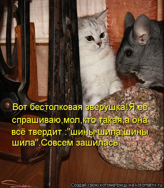 Вот бестолковая зверушка!Я её спрашиваю,мол,кто такая,а она всё твердит :"шины шила,шины шила".Совсем... Котоматрица: Вот бестолковая зверушка!Я её спрашиваю,мол,кто такая,а она всё твердит :"шины шила,шины шила".Совсем зашилась.