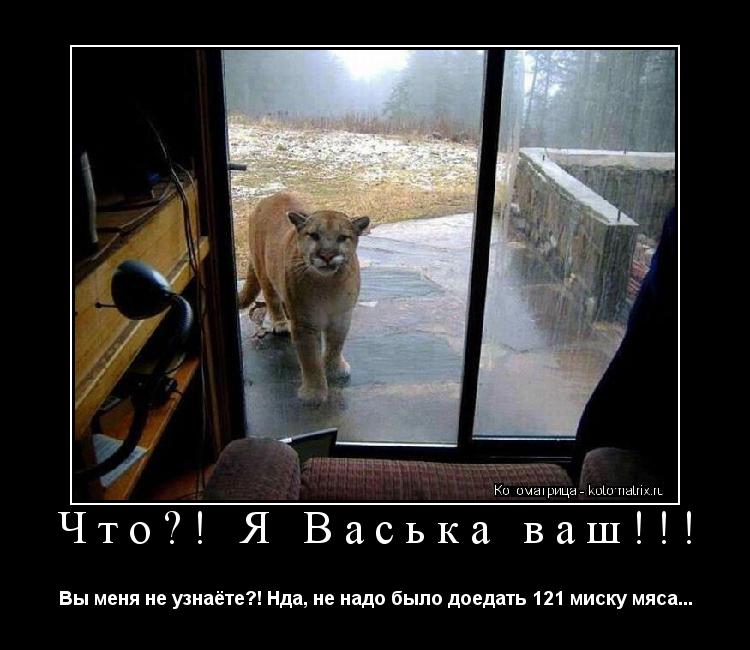 Что?! Я Васька ваш!!! Вы меня не узнаёте?! Нда, не надо было доедать 121 миску мяса...... Котоматрица: Что?! Я Васька ваш!!! Вы меня не узнаёте?! Нда, не надо было доедать 121 миску мяса...