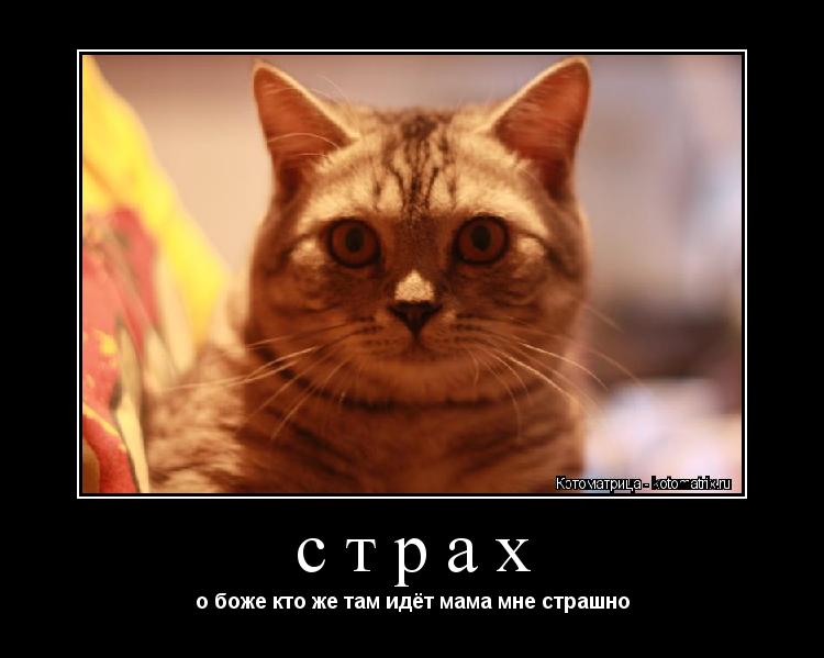страх о боже кто же там идёт мама мне страшно... Котоматрица: страх о боже кто же там идёт мама мне страшно