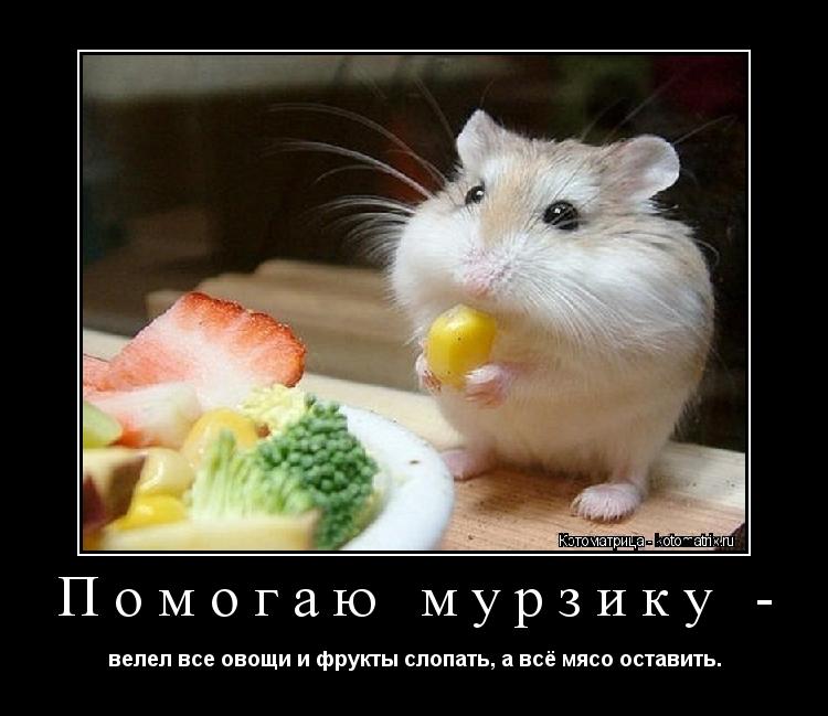 Помогаю мурзику - велел все овощи и фрукты слопать, а всё мясо оставить.... Котоматрица: Помогаю мурзику - велел все овощи и фрукты слопать, а всё мясо оставить.