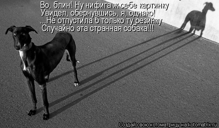 Во, блин! Ну нифига ж себе картинку Увидел, обернувшись, я, однако! ...Не отпустила б только ту резин... Котоматрица: Во, блин! Ну нифига ж себе картинку Увидел, обернувшись, я, однако! ...Не отпустила б только ту резинку Случайно эта странная собака!!!