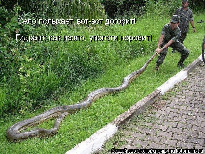 Село полыхает, вот-вот догорит! Гидрант, как назло, уползти норовит!... Котоматрица: Село полыхает, вот-вот догорит! Гидрант, как назло, уползти норовит!