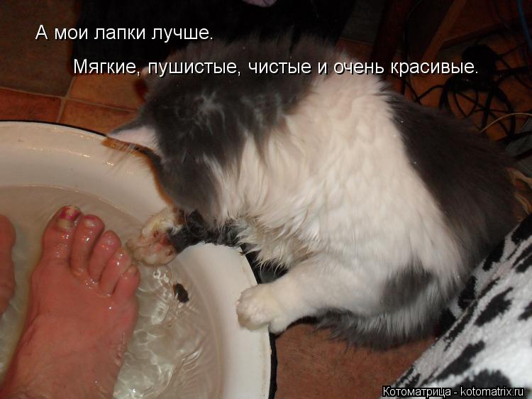 Котоматрица: А мои лапки лучше. Мягкие, пушистые, чистые и очень красивые.