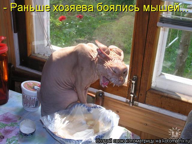 - Раньше хозяева боялись мышей...... Котоматрица: - Раньше хозяева боялись мышей...