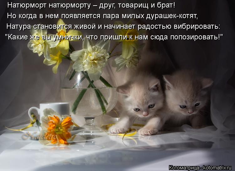 Котоматрица: Натюрморт натюрморту – друг, товарищ и брат! "Какие же вы умнички, что пришли к нам сюда попозировать!" Натура становится живой и начинает ра