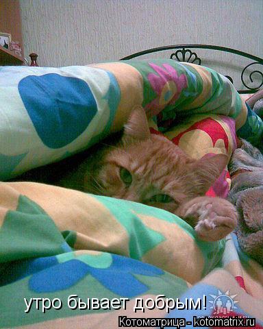 Котоматрица: утро бывает добрым!