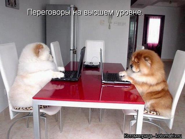 Переговоры на высшем уровне.... Котоматрица: Переговоры на высшем уровне.