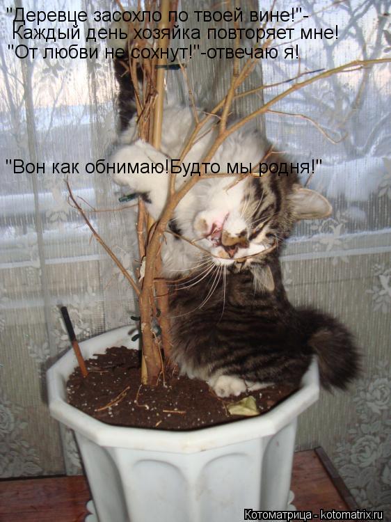 Котоматрица: "Деревце засохло по твоей вине!"- Каждый день хозяйка повторяет мне! "От любви не сохнут!"-отвечаю я! "Вон как обнимаю!Будто мы родня!"