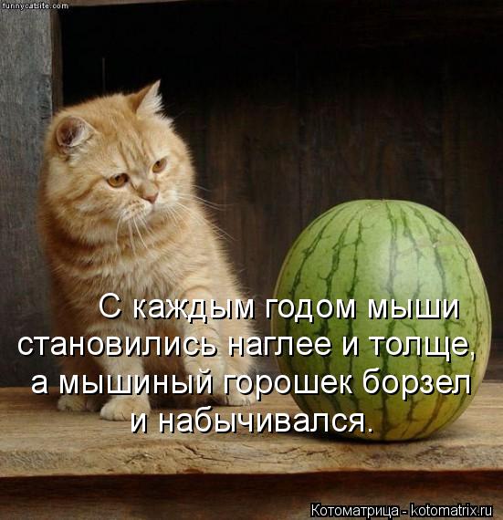 С каждым годом мыши становились наглее и толще, и набычивался. а мышиный горошек борзел... Котоматрица: С каждым годом мыши становились наглее и толще, и набычивался. а мышиный горошек борзел